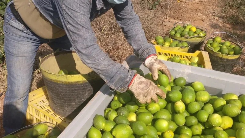 Productos de primera necesidad y que se producen en RD como son Arroz, ají cubanela, ajo criollo y limón subieron de precio en enero