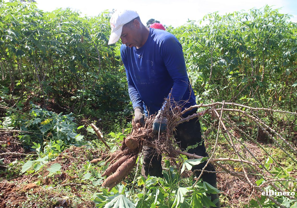 Empleos en la agropecuaria se reducen en la última década