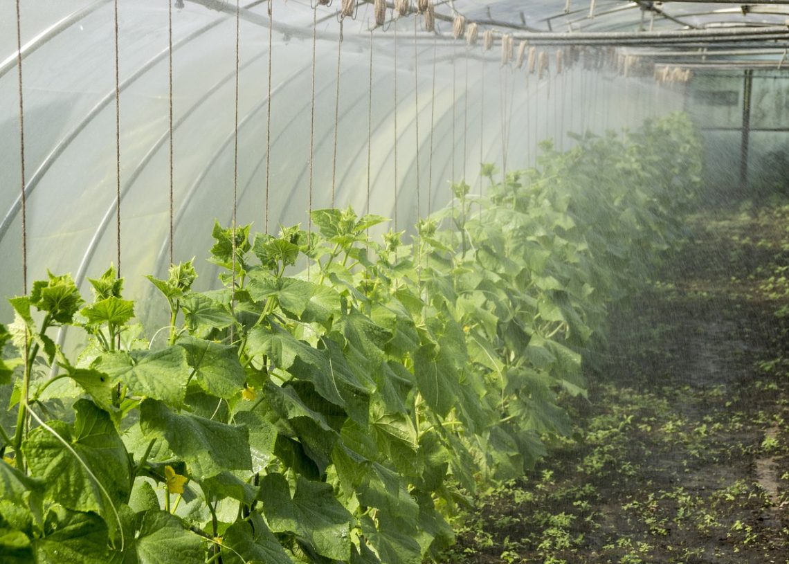 IICA pide más participación de América Latina para fortalecer seguridad alimentaria global