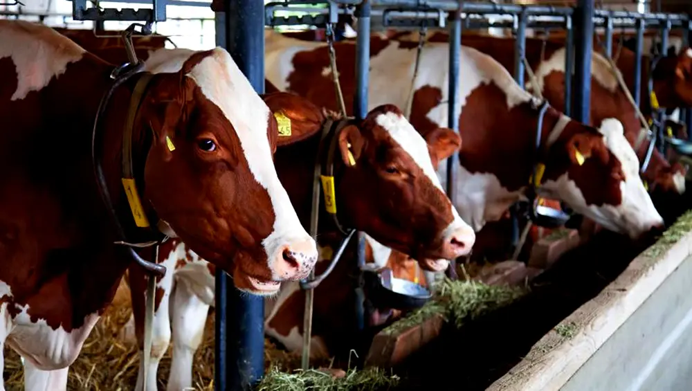 Gripe de la vaca en EE.UU. alerta a RD; frena importación Gripe de la vaca en EE.UU. alerta a RD; frena importación