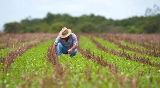 ANPA advierte peligro en la producción por cancelaciones de agrónomos ANPA advierte peligro en la producción por cancelaciones de agrónomos
