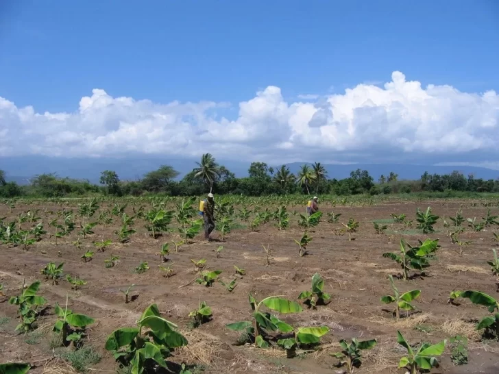FAO apoya la zona de Pedernales con agricultura para el turismo