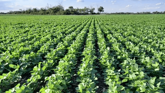 Crecen el acaparamiento y los precios de las tierras en el mundo Crecen el acaparamiento y los precios de las tierras en el mundo