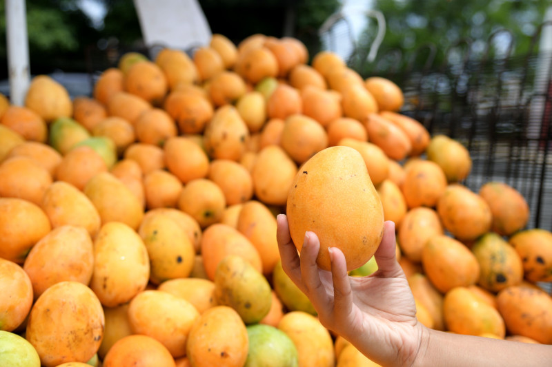 República Dominicana espera exportar tres millones de cajas de mango este año