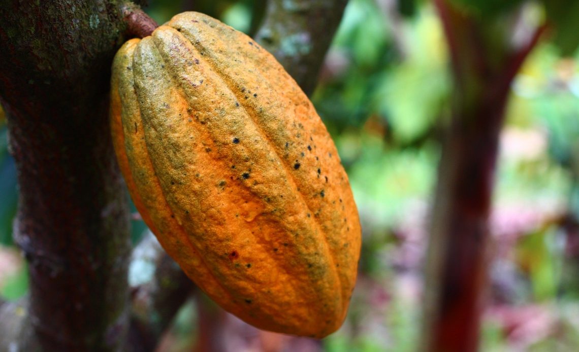 El cacao se dispara un 5.82% en mercados globales
