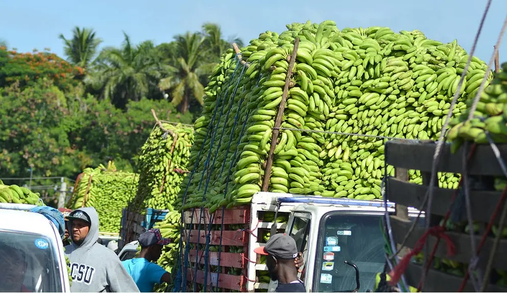 Gobierno compra más de 13 MM de guineos a Adobanano