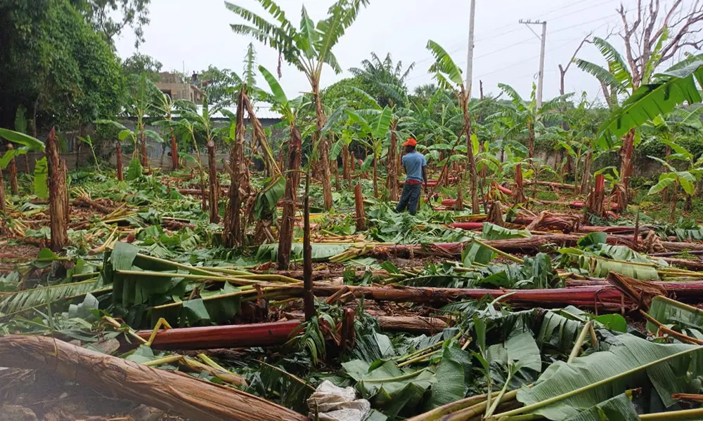 Ventarrón arrasa con plantaciones de la Línea Noroeste