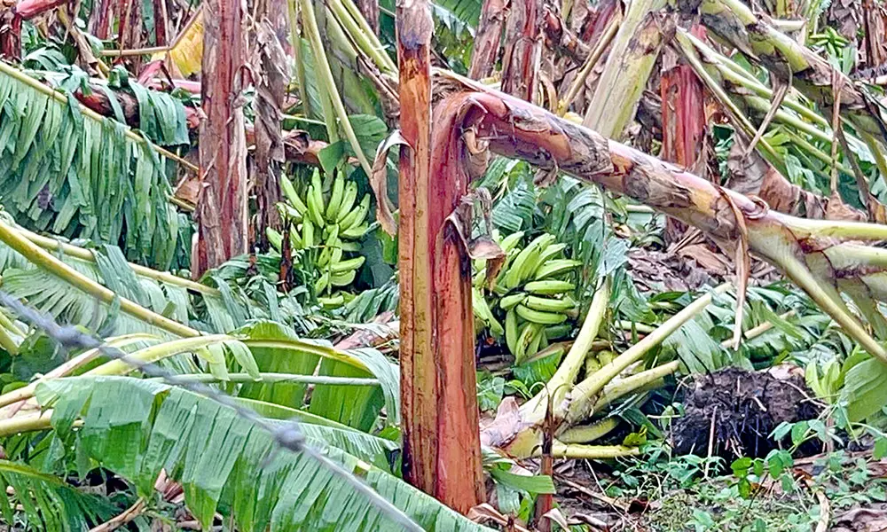 Lluvias afectan plantaciones agrícolas