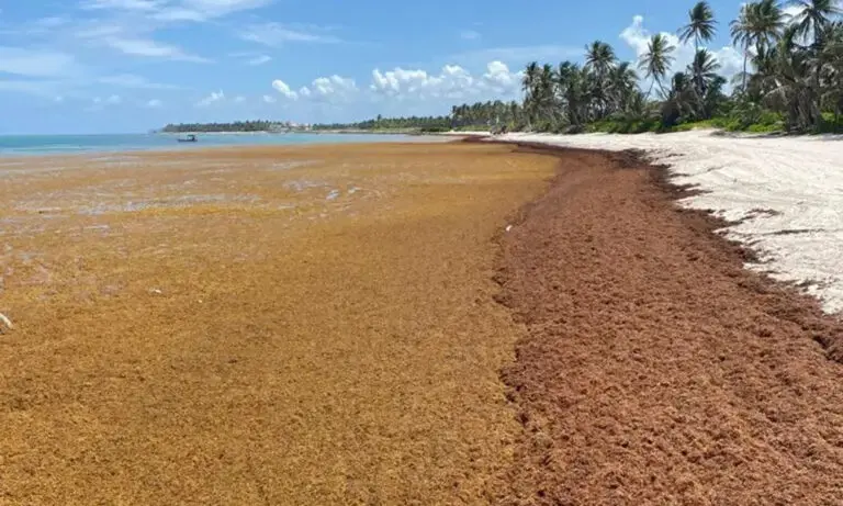 Unión Europea apoya en RD exportación del sargazo del Caribe para la industria textil europea