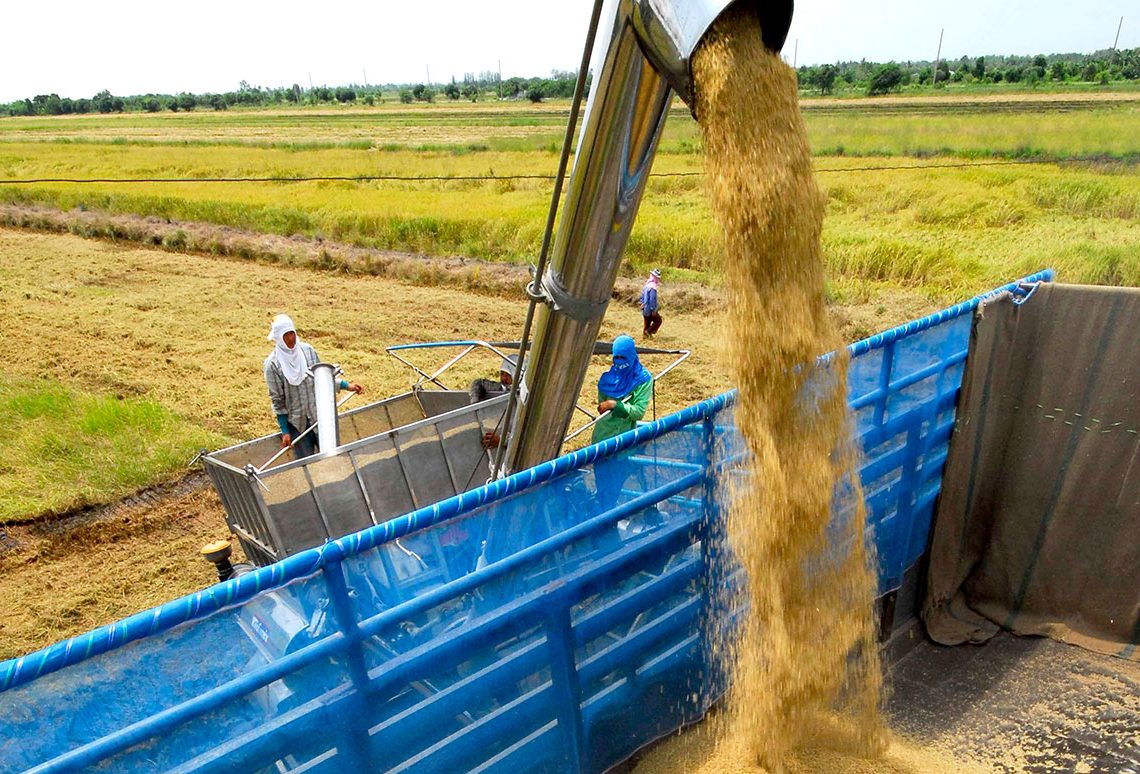 Pignoración: Garantía de estabilidad para el mercado arrocero Pignoración: Garantía de estabilidad para el mercado arrocero