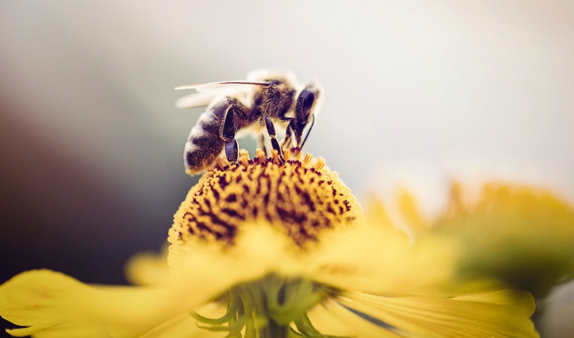 El 35% de la producción agrícola depende de animales polinizadores