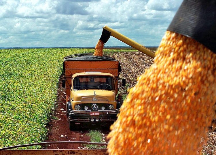 La cosecha de granos en Brasil caerá un 5.9% este año por el impacto del clima La cosecha de granos en Brasil caerá un 5.9% este año por el impacto del clima