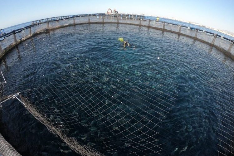 Los alimentos acuáticos son claves para erradicar el hambre, afirma subdirector de FAO