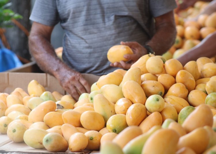 RD ocupa el quinto lugar en exportación de mangos
