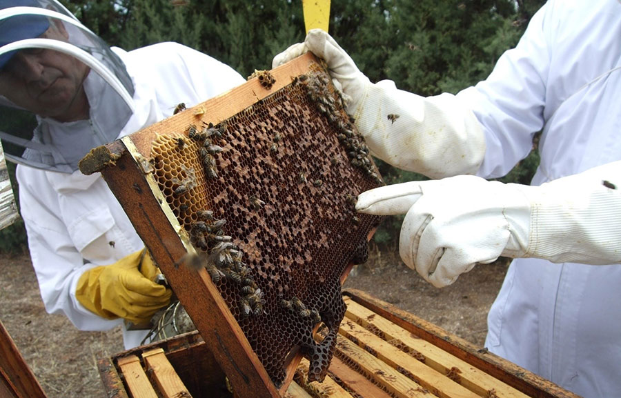 FEDA inicia apoyo a la apicultura con inversión de RD$118 millones