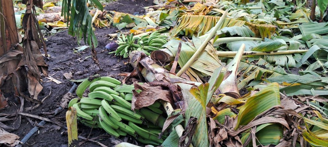 Agricultura auxilia productores de plátanos afectados por los fenómenos atmosféricos de los últimos días