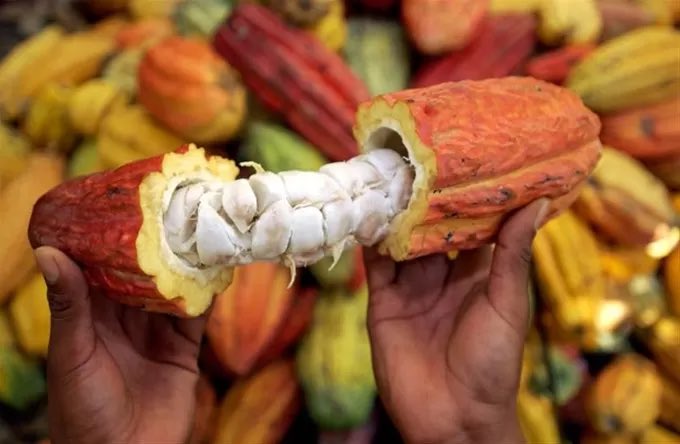 El cacao dominicano busca certificarse ante exigencias de la Unión Europea