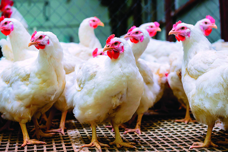 Administrador Banco Agrícola afirma "no hay escasez de pollos"