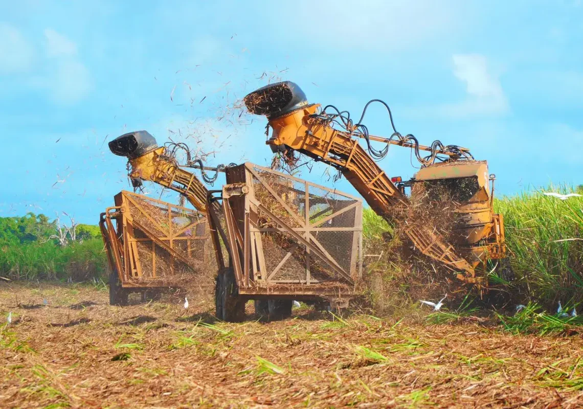 Industria azucarera endulza arcas del Estado con RD$2,432 millones en 2023