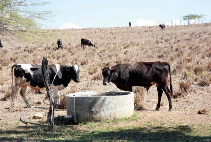 Ensilaje maíz es primordial para la producción ganadera en la RD