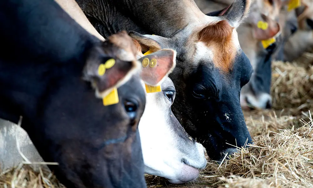 La producción lechera regenerativa es una ganadería sostenible