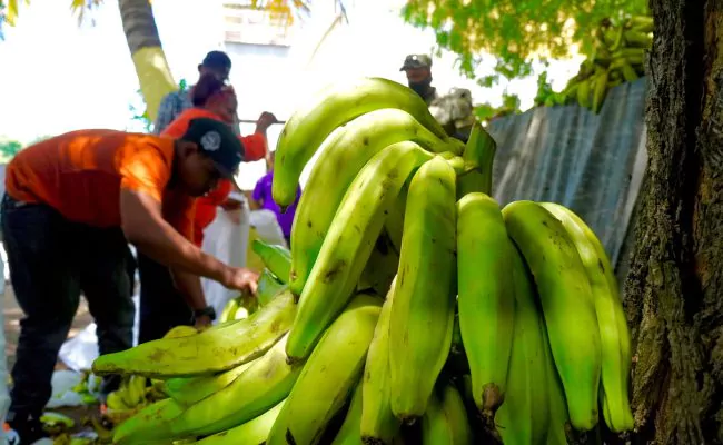 Ministro de Agricultura asegura precios de los plátanos han comenzado a bajar