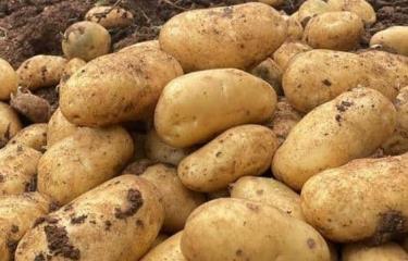 Ministro Limber Cruz: República Dominicana logró ser autosuficiente en la producción de papas