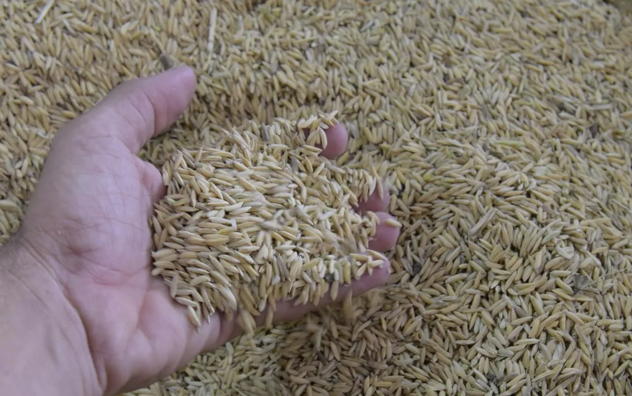 Moreno alerta será 'devastadora' para arroceros llegada del cereal de EEUU libre de aranceles