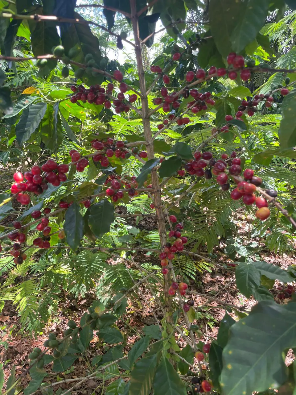 CONCAFED pide apoyo al gobierno para caficultura sostenible