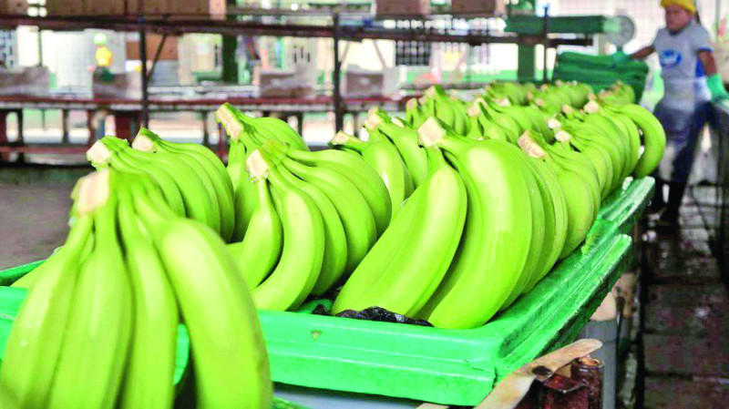 Revisión contenedores deja pérdidas a bananeros Revisión contenedores deja pérdidas a bananeros