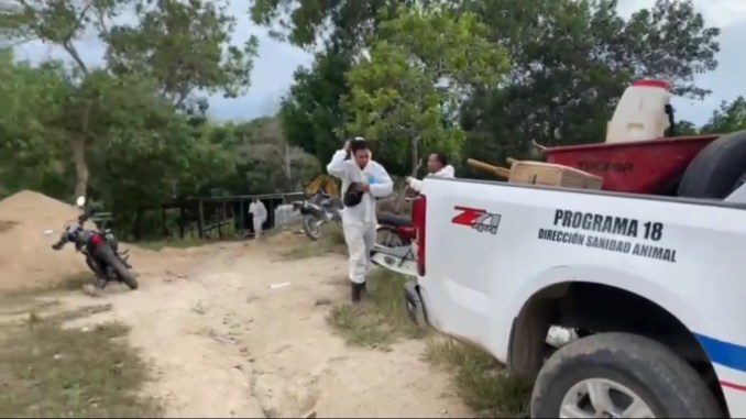 Confirman caso positivo de Peste Porcina Africana en granja de Dajabón