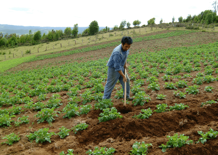 Baja productividad agrícola amenaza seguridad alimentaria en Latinoamérica, alerta BID