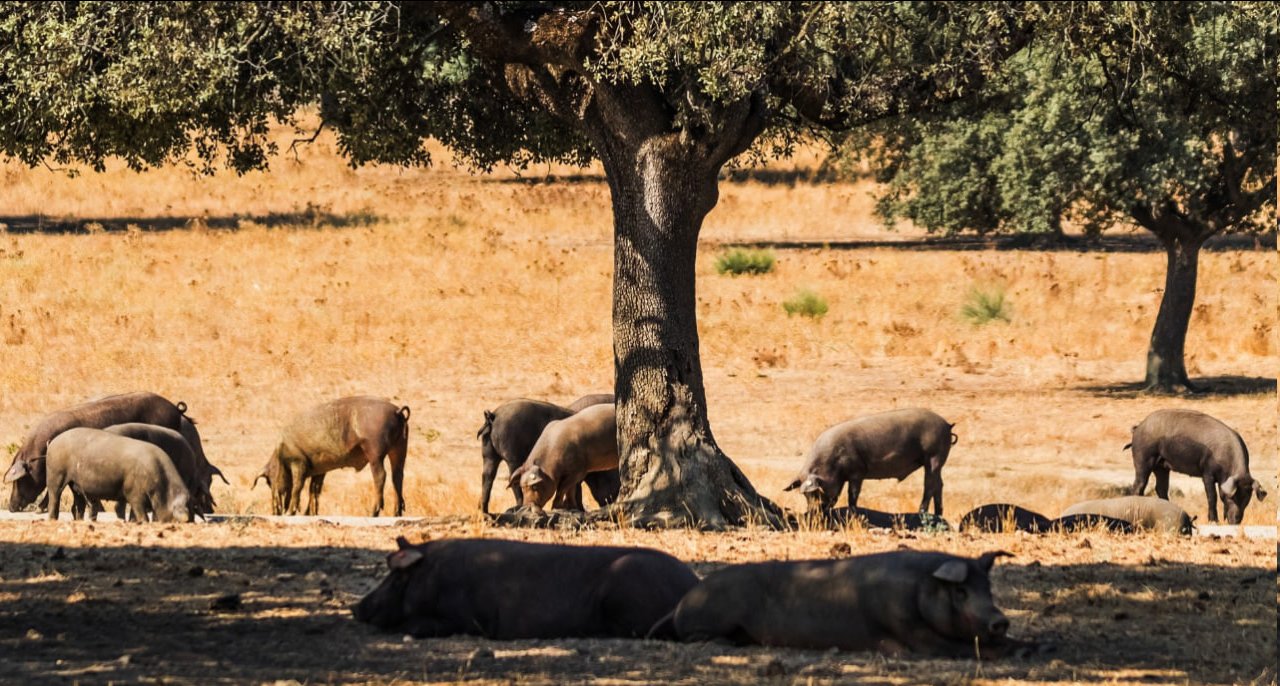 China impone aranceles a algunos productos porcinos de Europa