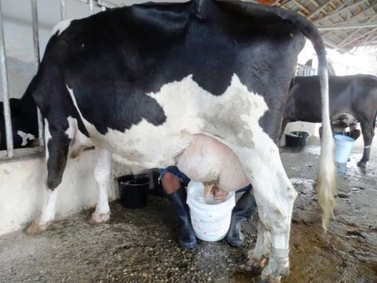 El sector lechero se coloca como el principal renglón productivo de la pecuaria nacional