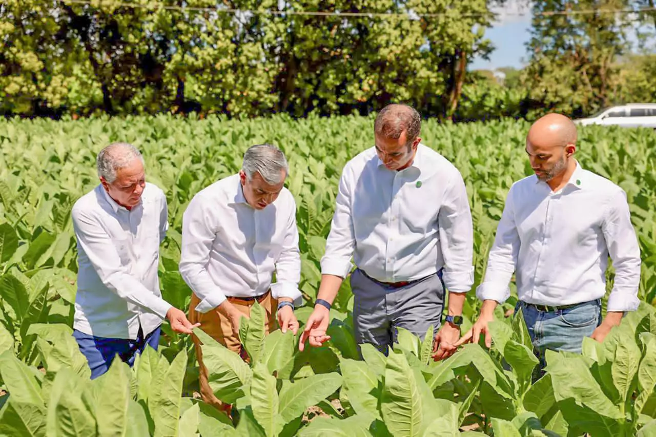 Exportaciones de tabaco de RD se incrementan más de 1,000 millones de pesos en 2025 Exportaciones de tabaco de RD se incrementan más de 1,000 millones de pesos en 2025