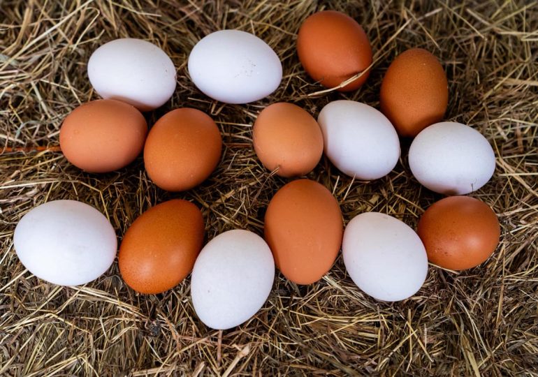 El país producirá más de 400 millones de huevos de mesa este mes
