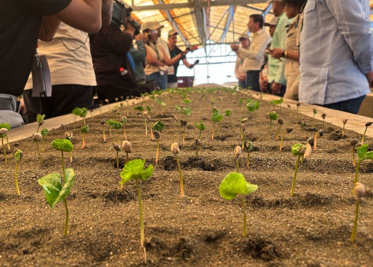Induban recupera cafetales dominicanos para disminuir la importación Induban recupera cafetales dominicanos para disminuir la importación