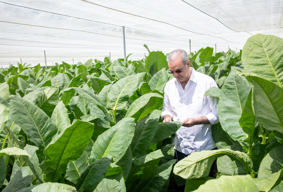 Abinader visita finca tabacalera “La Milagrosa” de Arturo Fuente para replicar su tecnología en la producción de capa Abinader visita finca tabacalera “La Milagrosa” de Arturo Fuente para replicar su tecnología en la producción de capa