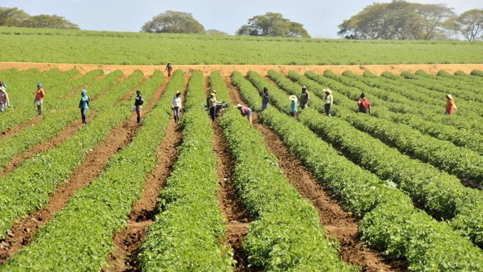 Apoyan subsidio a fertilizantes en la RD y piden plan integral Apoyan subsidio a fertilizantes en la RD y piden plan integral