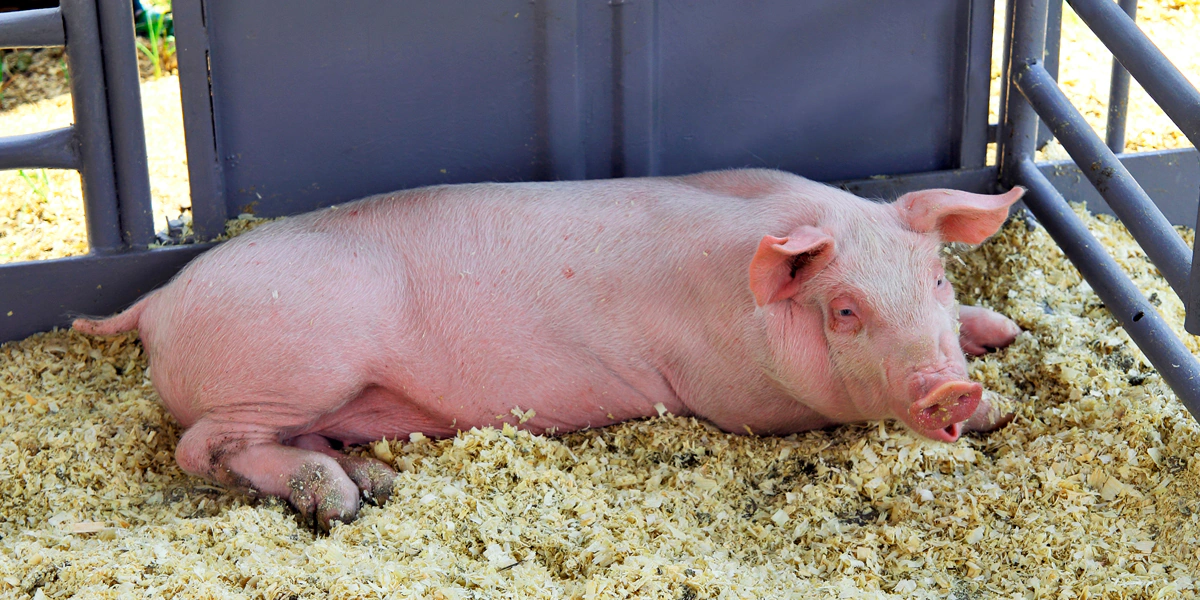 EE.UU. reitera prohibición de ingresar salami y otros derivados del cerdo desde RD