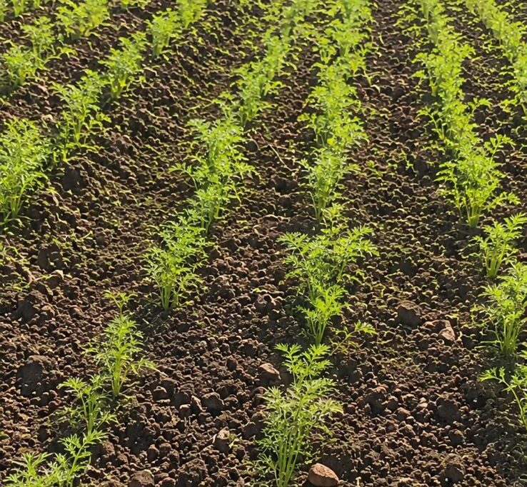 Bajos precios obligan a productores de Constanza a desechar cosechas