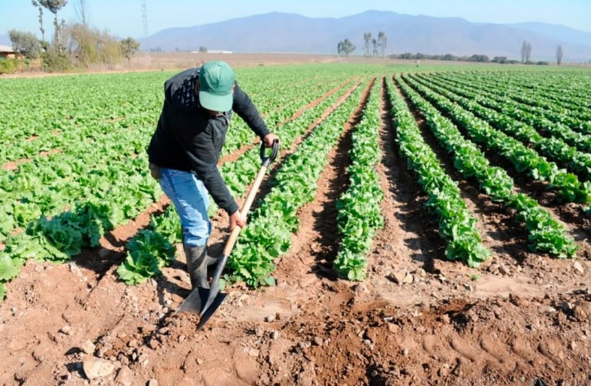 Bajos salarios alejan a jóvenes RD de carreras agropecuarias Bajos salarios alejan a jóvenes RD de carreras agropecuarias