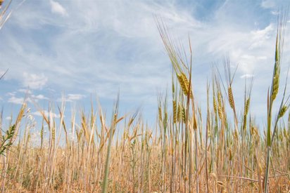 El cierre de Ormuz puede desencadenar una crisis agroalimentaria mundial, según FAO