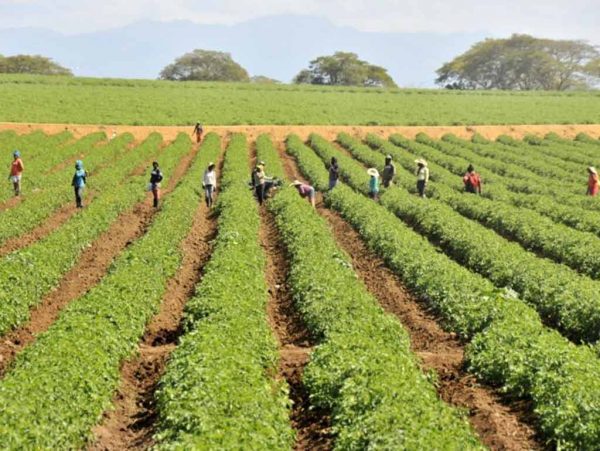 Producción agrícola crece un 12.1% en República Dominicana Producción agrícola crece un 12.1% en República Dominicana