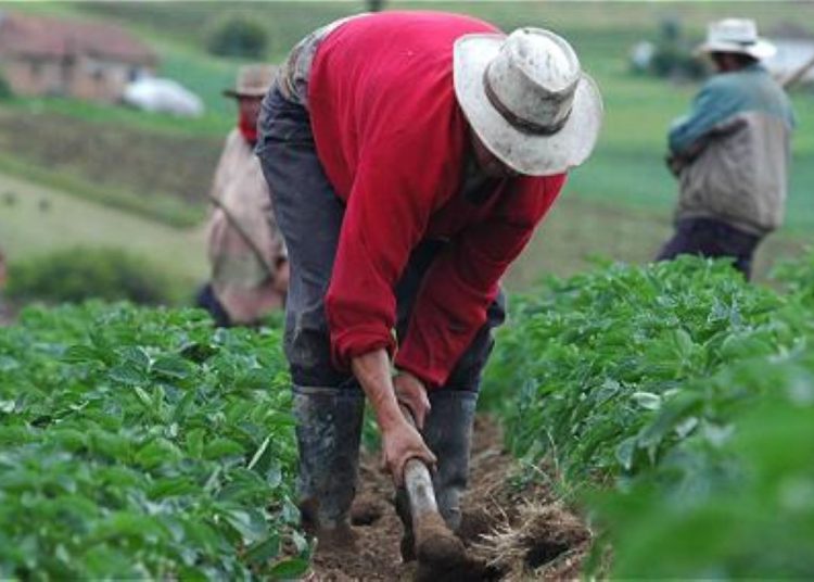 Créditos al sector agropecuario superan los RD$132,000 millones al 2025