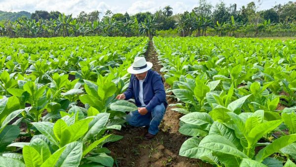 Industria del tabaco de la RD genera más de 122 mil empleos
